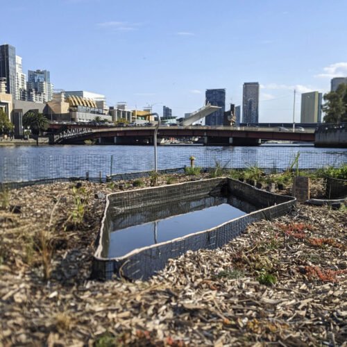 Floating wetlands have been installed in the Yarra River near Enterprize Park, Melbourne.